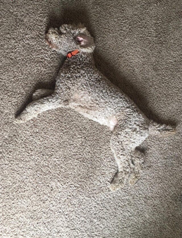 13. «Пёс моего приятеля идеально подходит к ковру»