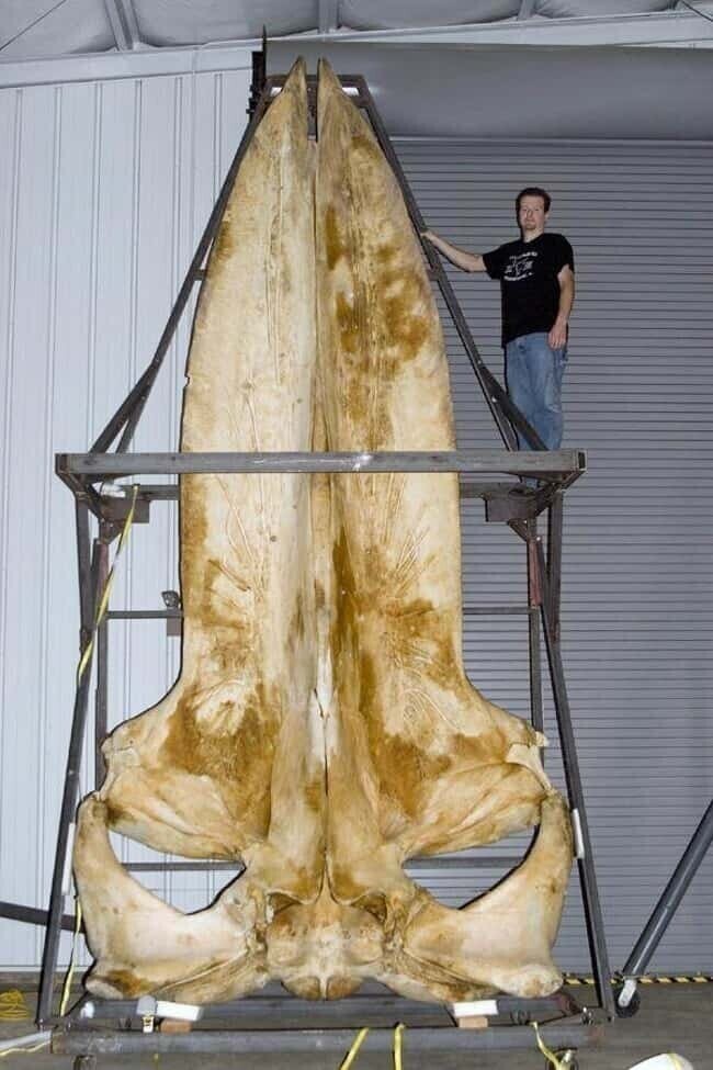 Череп синего кита в сравнении с человеком