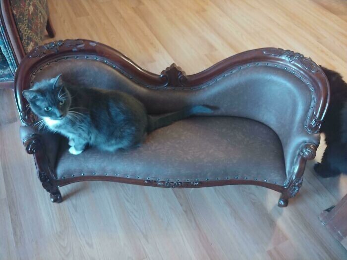 "Найден идеальный диванчик для наших котов!"