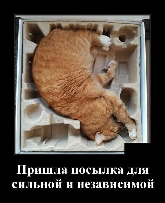 Образ рыжего кота в демотиваторах от Петр за 01 января 2021