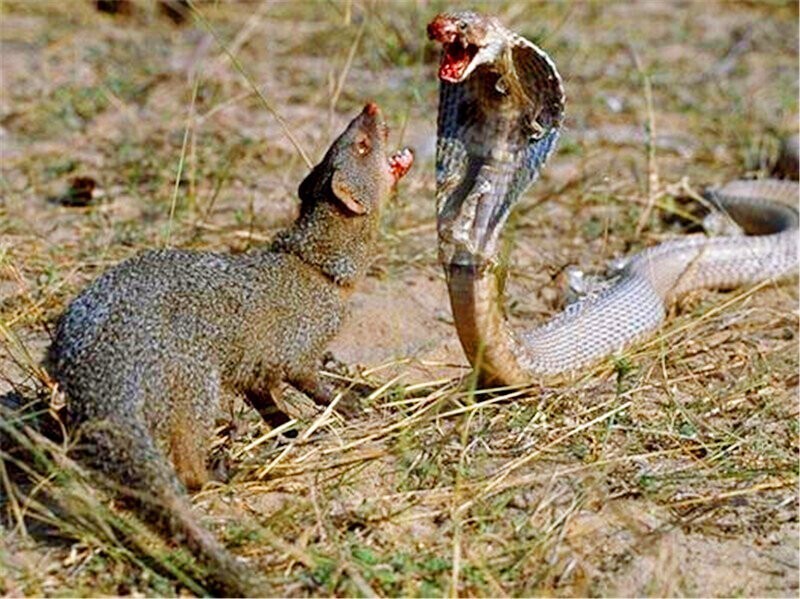 Как мангуст создает грязевой бронежилет против укусов змей