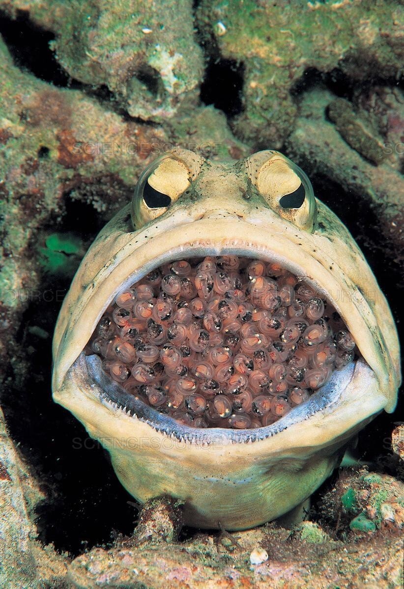 Рыба-лягушка с потомством во рту