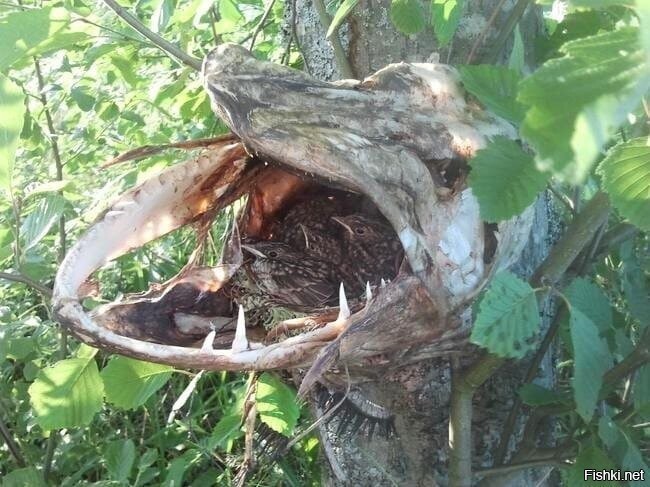 гнездо птиц в пасти хищника