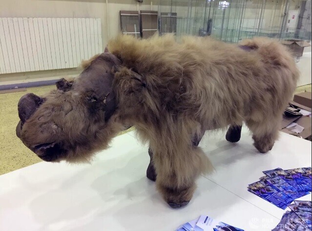 В Якутии нашли тушку уникального шерстистого носорога