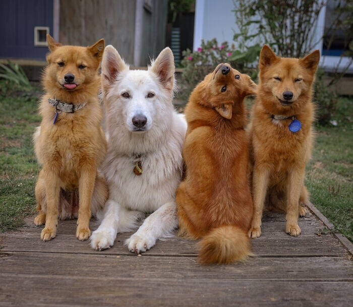 У всех есть такой друг: собака "портит" каждую фотографию с сородичами