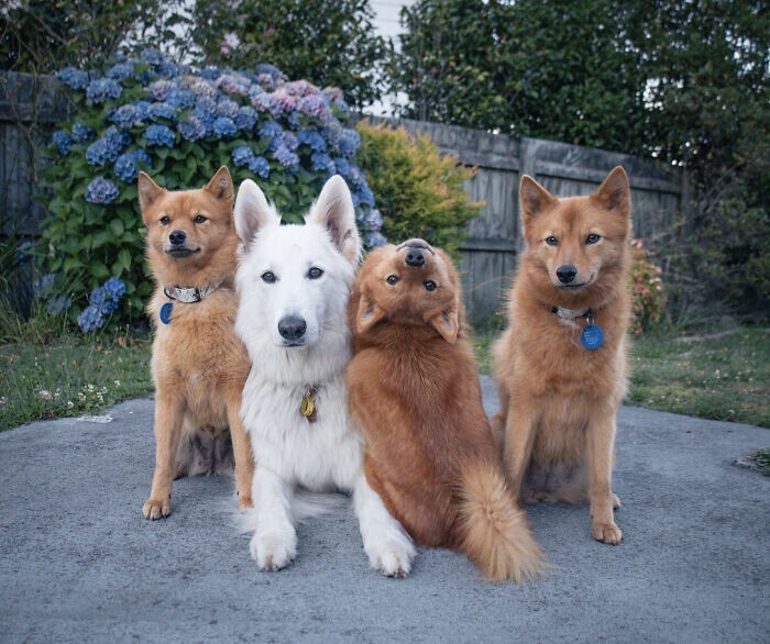 У всех есть такой друг: собака "портит" каждую фотографию с сородичами