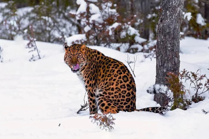 Как зимует амурский леопард
