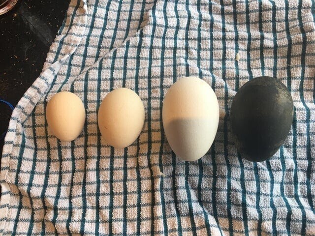 4. «Почему моя гусыня снесла чёрное яйцо?»