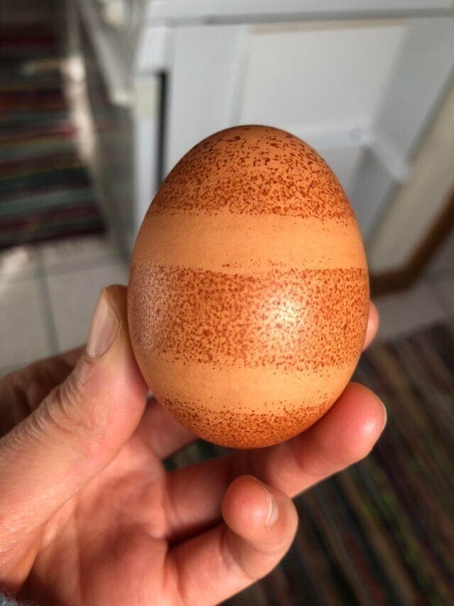 9. Полосатое яйцо