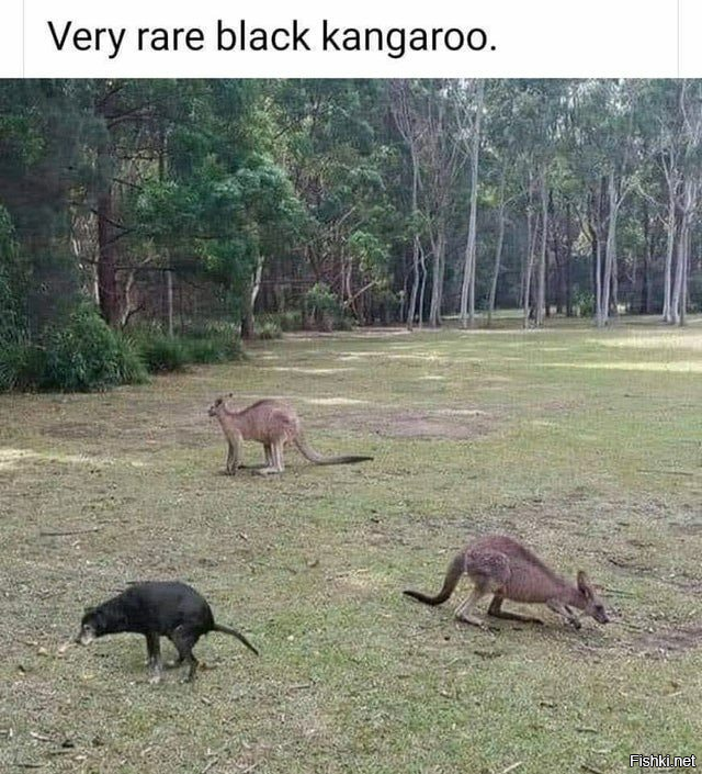 Чрезвычайно редкий Чёрный кенгуру