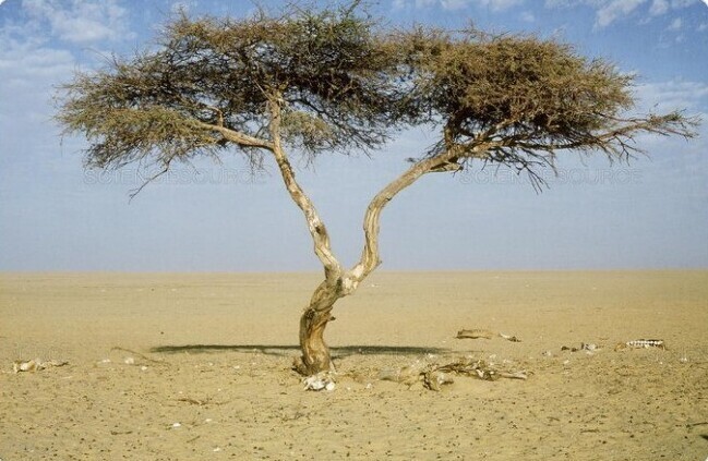 27. Нигер официально считается родиной "самого одинокого дерева в мире"