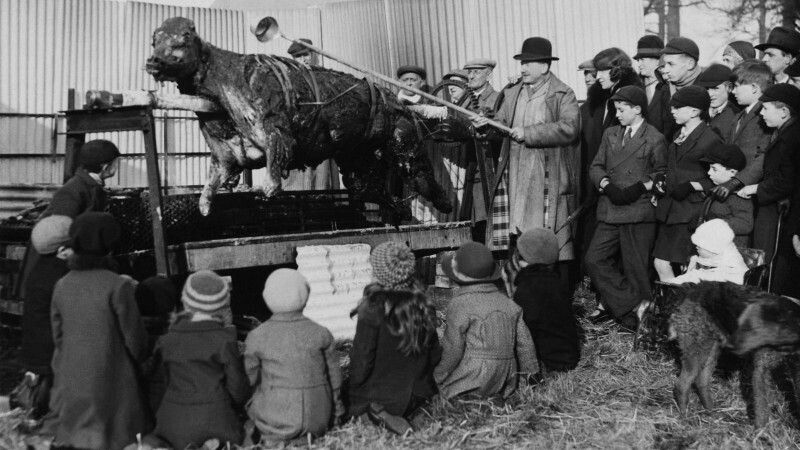 Жарка быка к Новому году. Йоркшир, Англия, 31–е декабря 1931 г.