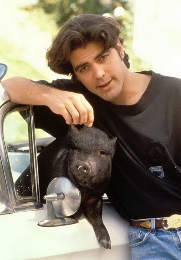 Джордж Клуни со своим домашним поросенком Максом, 1990 года.