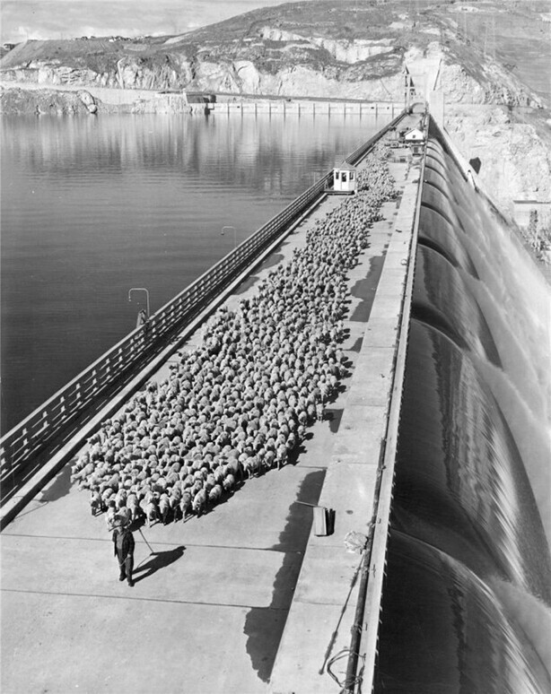 Стадо овец пересекает плотину Гранд-Кули, 1930 г.