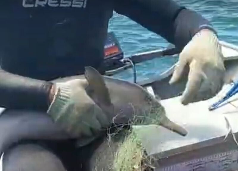 В Бразилии мужчина спас детеныша дельфина, запутавшегося в сетях