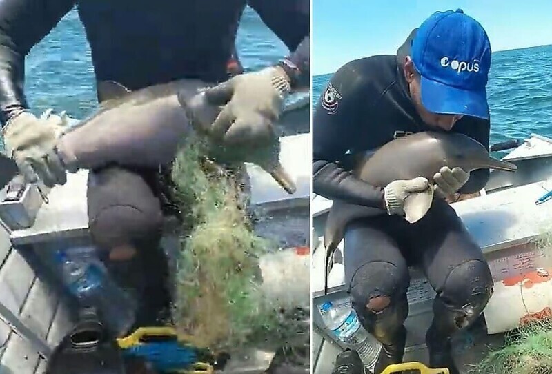 В Бразилии мужчина спас детеныша дельфина, запутавшегося в сетях