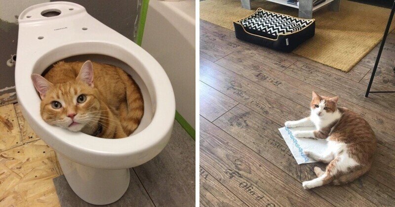 20 фотографий котов, которые спят где угодно, но только не на своих лежанках