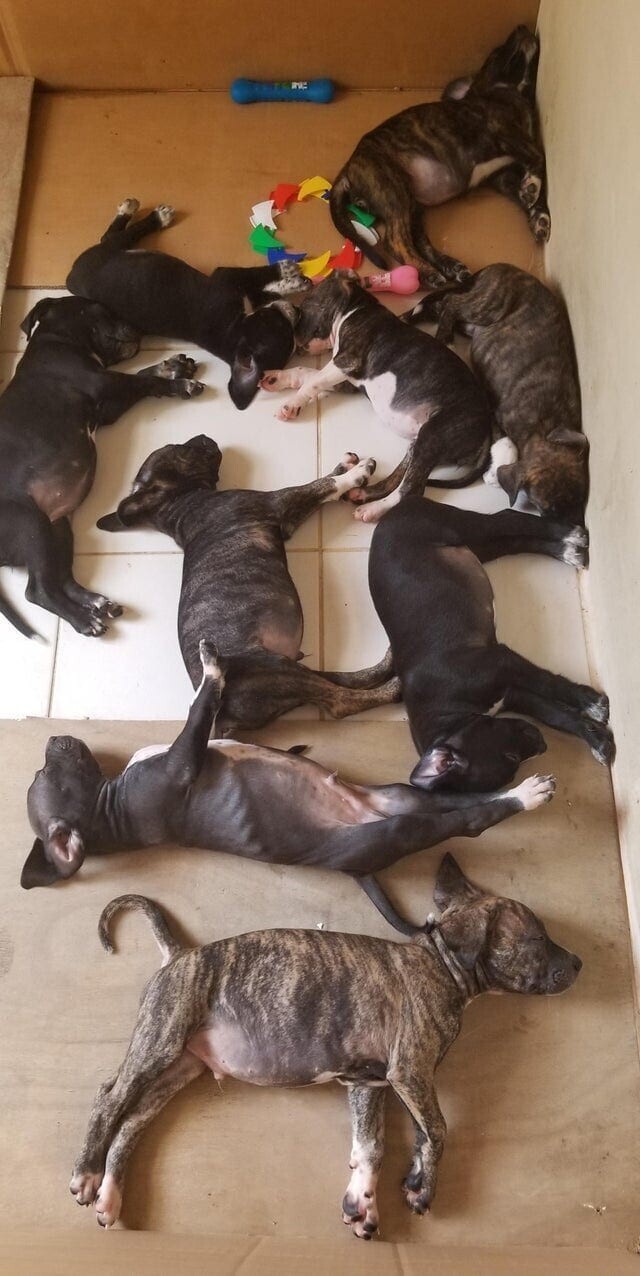 8. Наша семья сегодня усыновила 9 щенков и их маму»