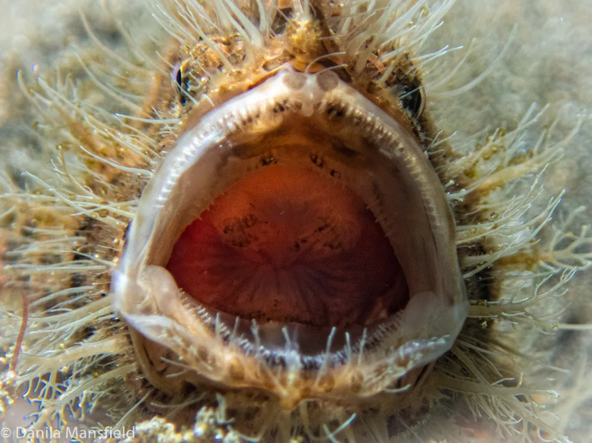 Волосатая рыба-лягушка: Маскировка 80 lvl. Хищник, которого невозможно обнаружить заранее