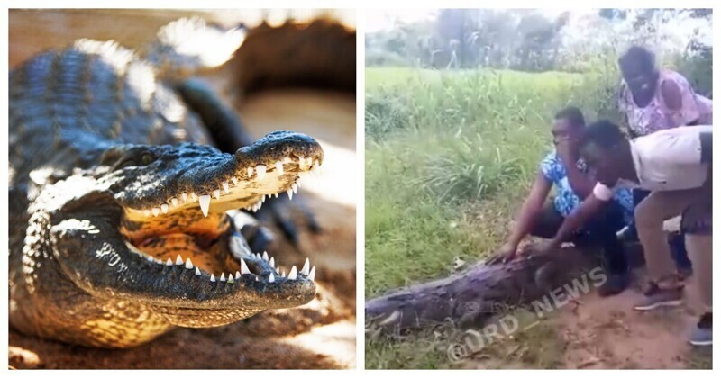 Как жители Уганды с крокодилом селфились