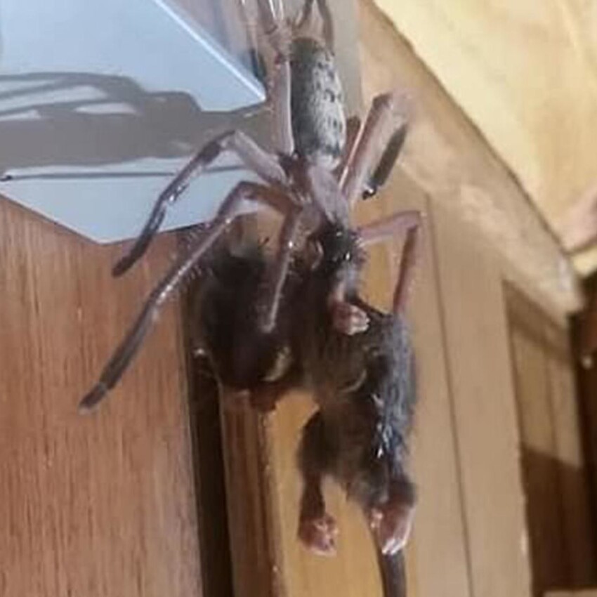 А вот паук поедает поссума в номере отеля. Австралия