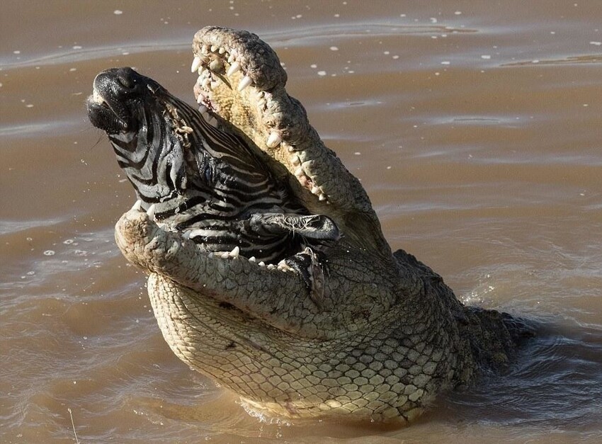 Крокодилы тоже заглатывают огромные куски. Тут все проще - сколько оторвал от туши, столько и глотай, иначе проглотит кто-то другой