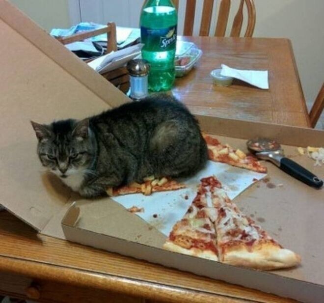 Потому что не надо было оставлять пиццу в коробке!