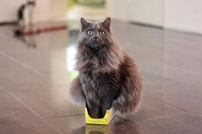 Ни одному коту нельзя доказать, что он уже «вырос» из коробки!