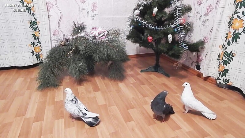 Голуби Рома, Чёрный Хвостик и Зефир на Рождественской ёлке - Голубиная сага