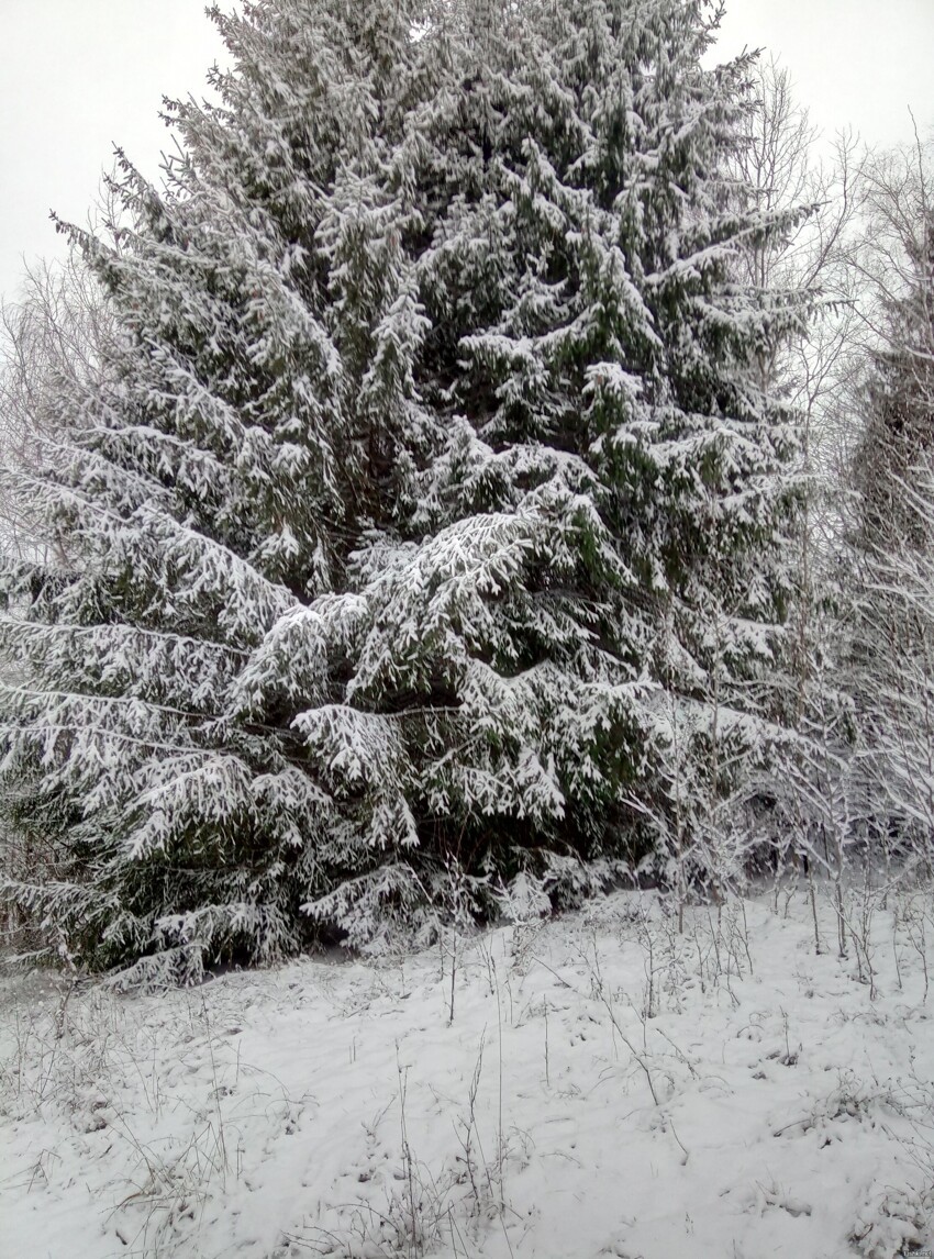 Ну вот и пришла зима