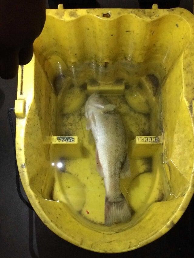 Совершенно непонятно, как эта рыба попала в наше ведро