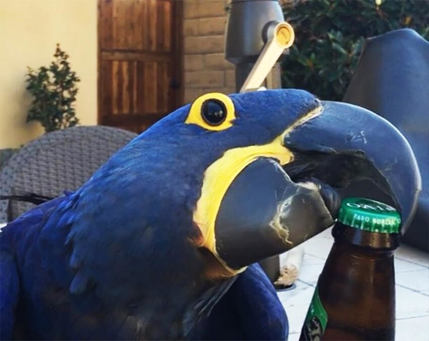 Гиацинтовый ара: Безупречный интеллект и умение открывать пивасик. Почему этот попугай считается лучшим?