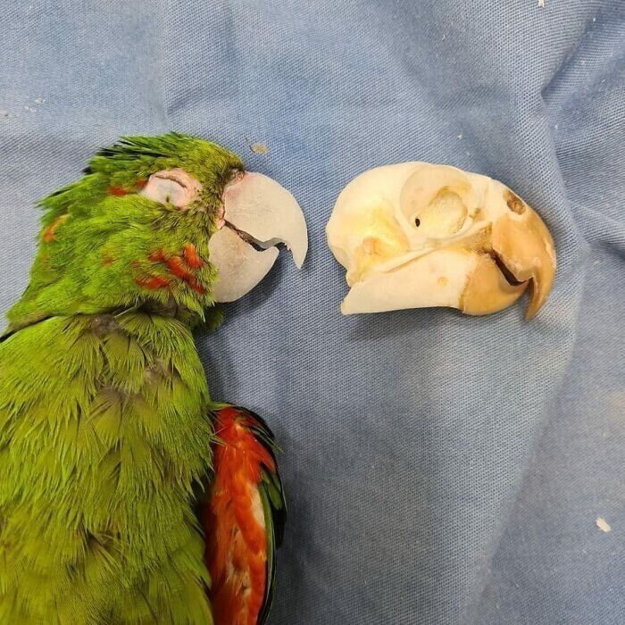 Спасенному попугаю подарили новый клюв
