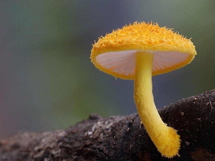 Cyptotrama aspratum or Gold tuft