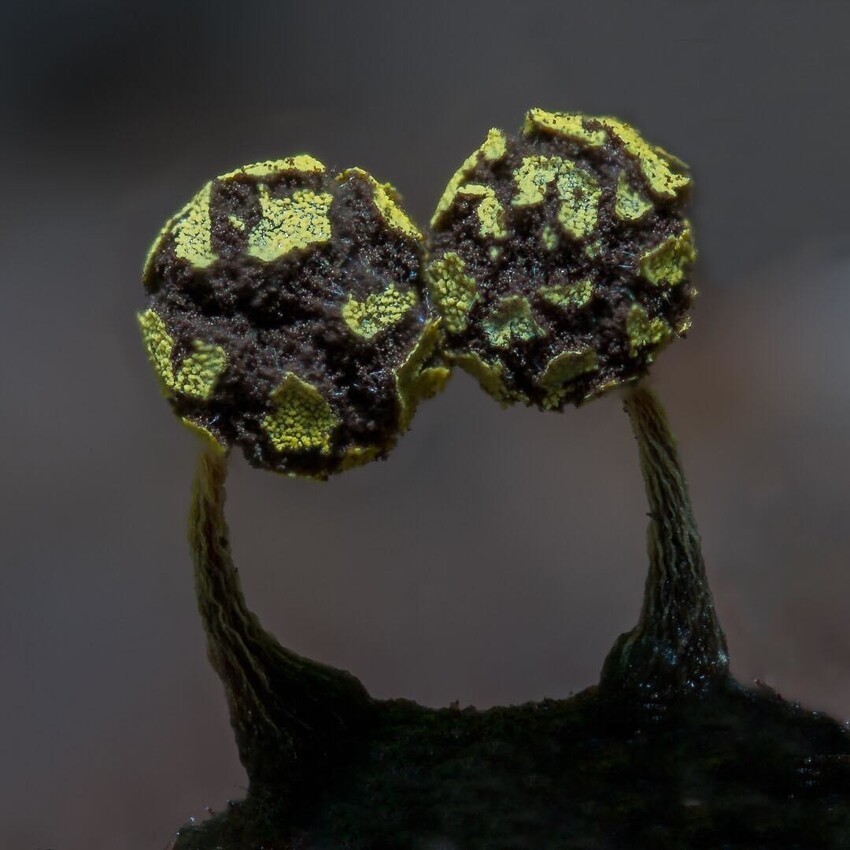 Physarum viride