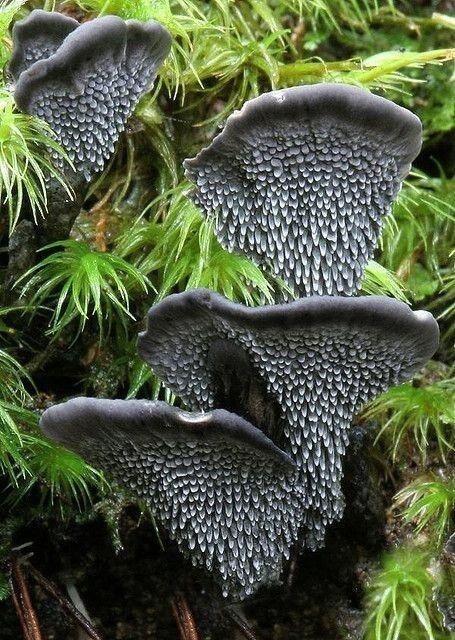 Phellodon sinclairii -  гриб, встречающийся в буковых лесах Новой Зеландии