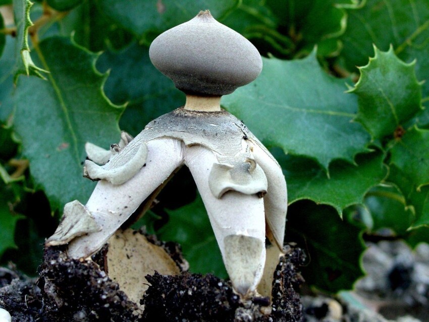 Звездовик сводчатый — вид грибов, входящий в род Звездовик семейства Звездовиковые