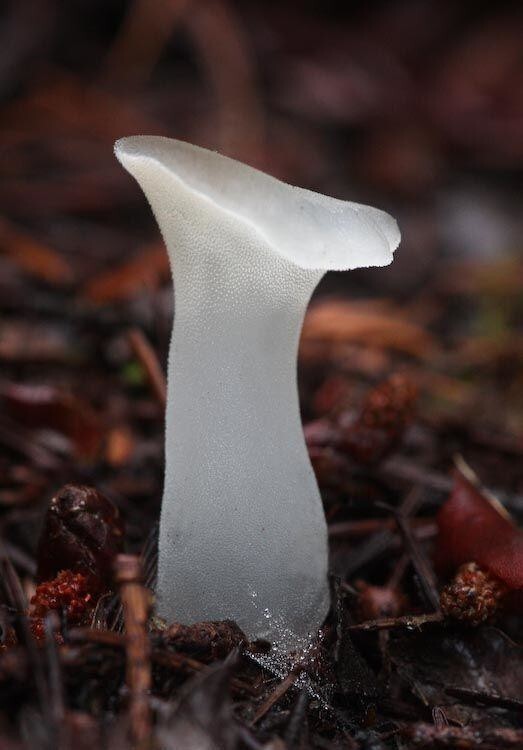 Pseudohydnum gelatinosum, Зубчатый желейный гриб