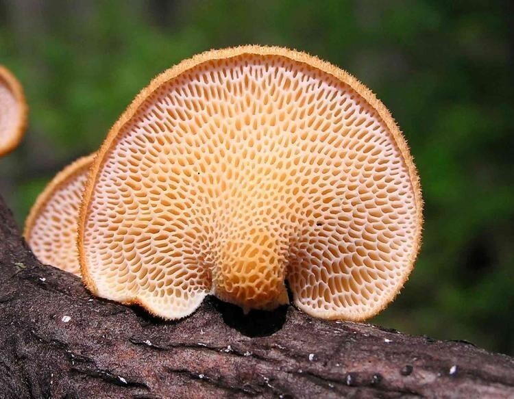 Полипоры - это группа грибов, которые образуют большие плодовые тела с порами или трубками на нижней стороне