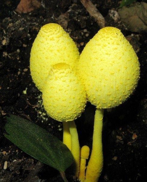 Leucocoprinus Birnbaumii, Белонавозник Бирнбаума