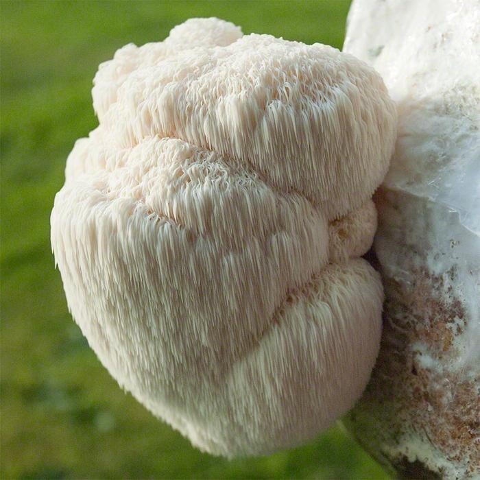 Ежовик (или ежевик) гребенчатый (Hericium erinaceus) — гриб семейства герициевых порядка сыроежковых. Обезьянья голова, львиная грива - съедобный, но редкий гриб