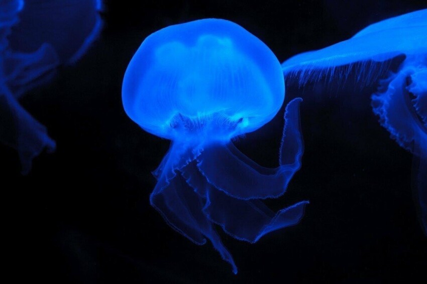 Биофлуоресценция: Какие животные на самом деле светятся, а мы об этом даже не догадывались?