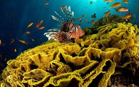 Кораллы, коралловый риф (28 фото)