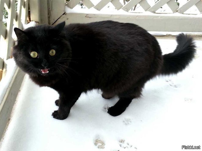 Кот первый раз увидел снег