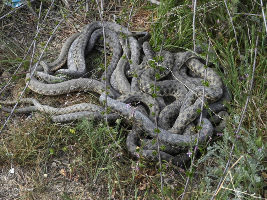 Водяной уж: Полезная и хорошая змея, которую в России всё время путают с гадюкой и убивают за зря