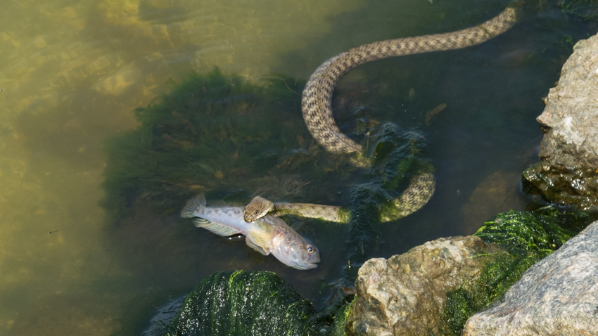 Водяной уж: Полезная и хорошая змея, которую в России всё время путают с гадюкой и убивают за зря