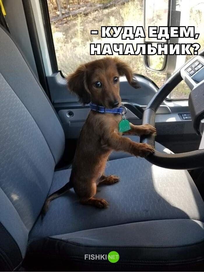 Куда едем, начальник?