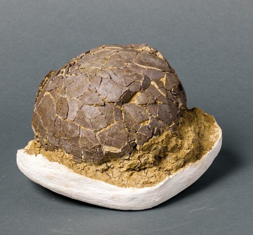 Это редкое  яйцо динозавра титанозавра было обнаружено на юге Франции и датируется поздним меловым периодом - 70 миллионов лет назад.