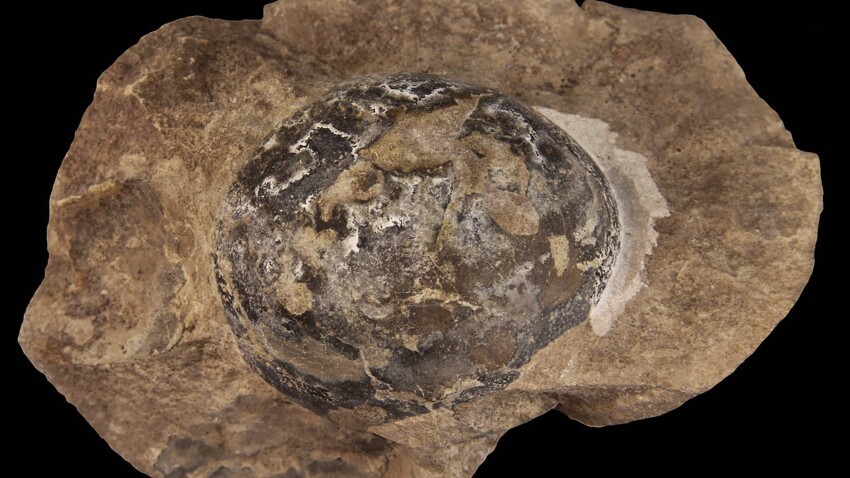 Это окаменелое яйцо было  отложено Мусзавром , длинношеим динозавром, питающимся растениями, который вырос до 20 футов в длину и жил между 227 и 208,5 миллионами лет назад на территории современной Аргентины.
