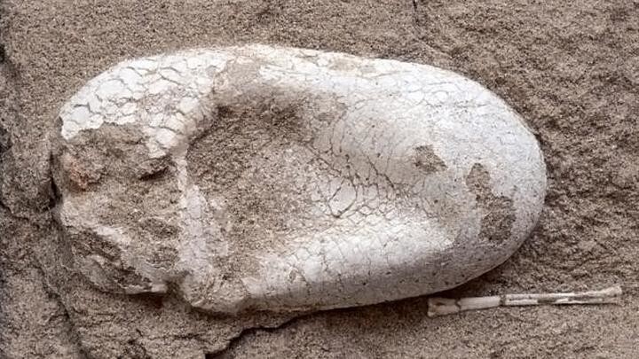 Яйцо птерозавра, найденные в провинции Синьцзян на северо-западе Китая. Птерозавр летающая рептилия, населявшая Землю более 120 миллионов лет назад, размах их крыльев мог достигать 3,4 метра